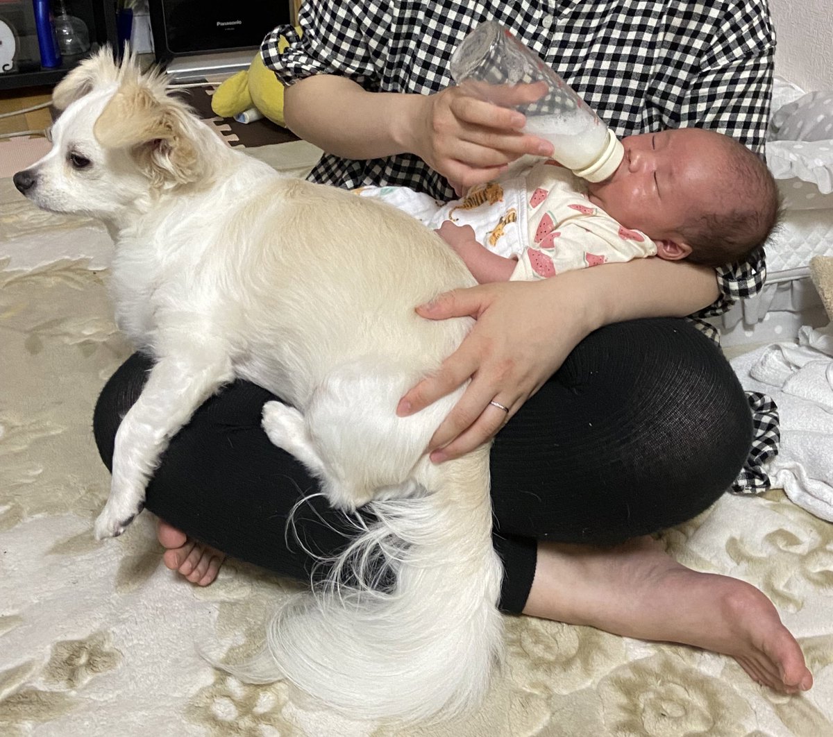 comcomcomg's tweet image. かいぬしの だいじ
ぼくもだいじにする
でも ぼくも甘えたいな