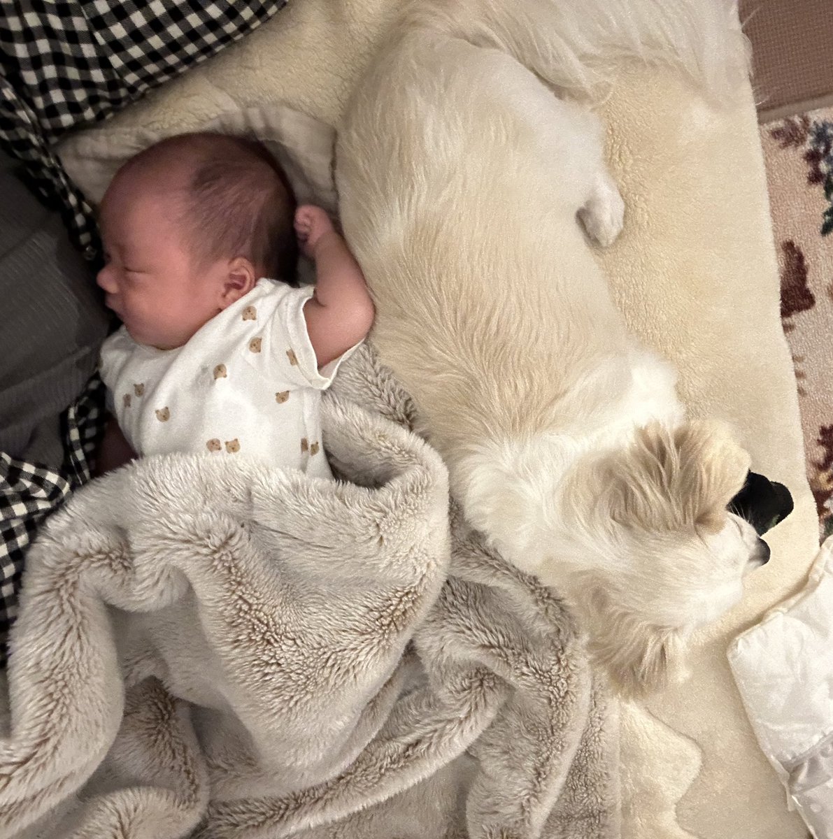 comcomcomg's tweet image. かいぬしの だいじ
ぼくもだいじにする
でも ぼくも甘えたいな