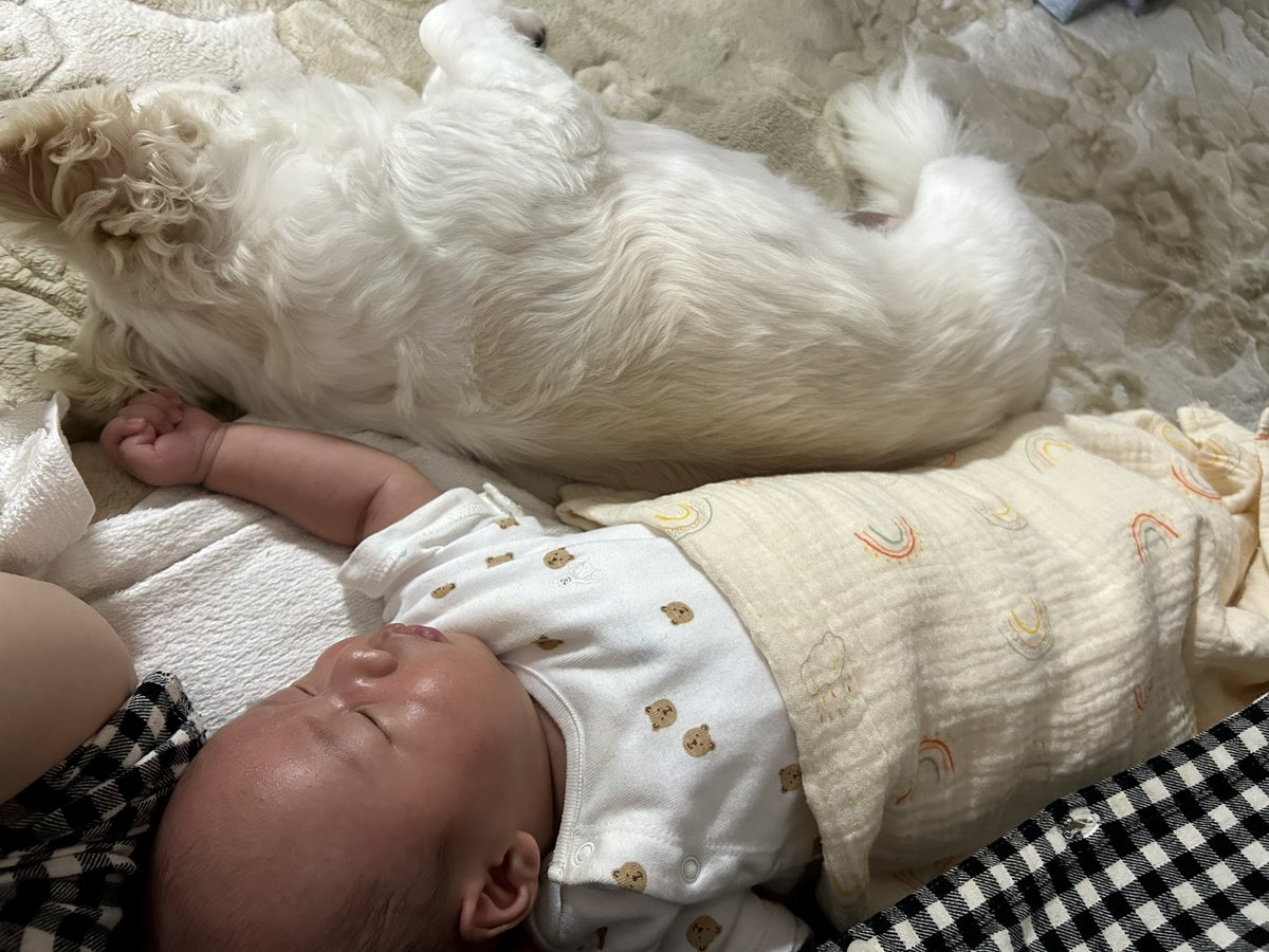 comcomcomg's tweet image. かいぬしの だいじ
ぼくもだいじにする
でも ぼくも甘えたいな