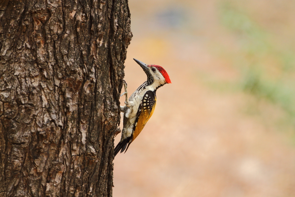 Knock knock, who is there? In frame: Black-rumped Flameback (Lesser Goldenbacked Woodpecker) #Birdwatching #KeralaTourism