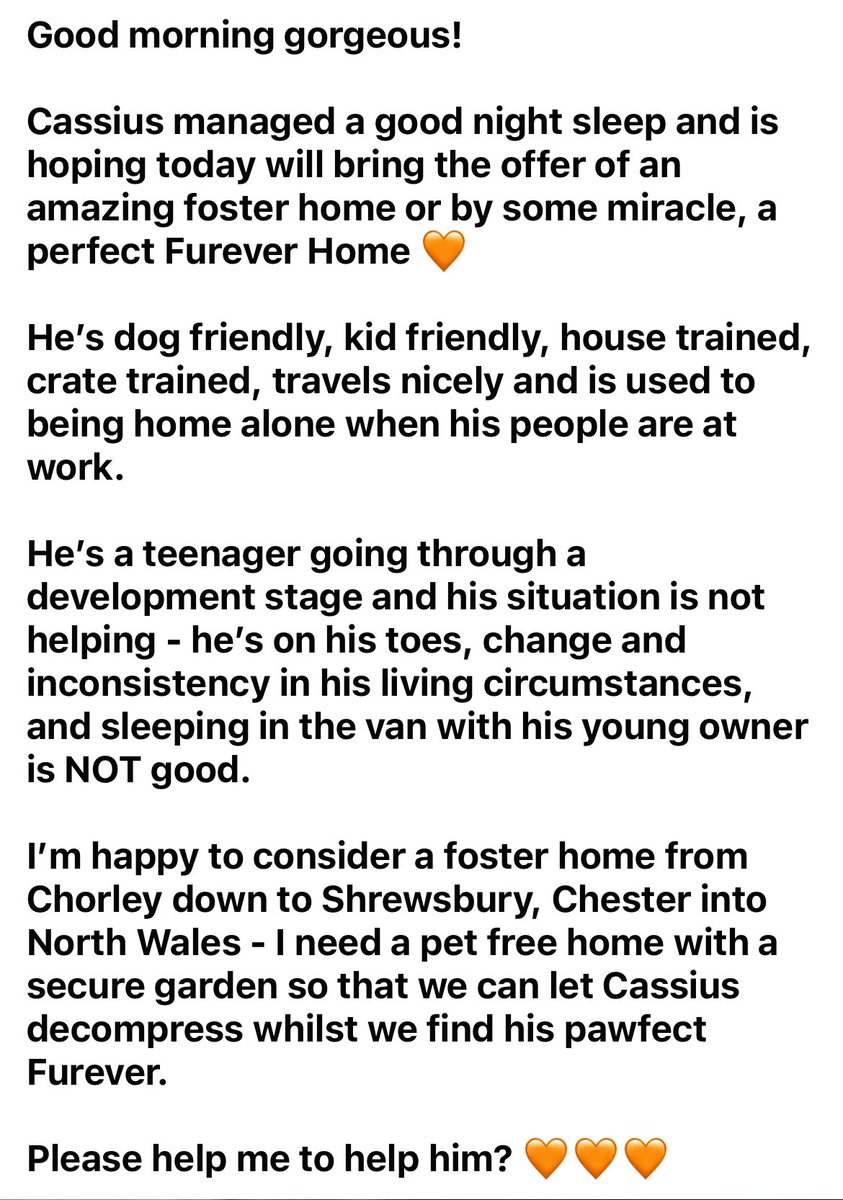 Please can you help Cassius find an urgent foster home? Time is of the essence 🧡😢 findingfureverhomes.org.uk/8945/cassius-f…