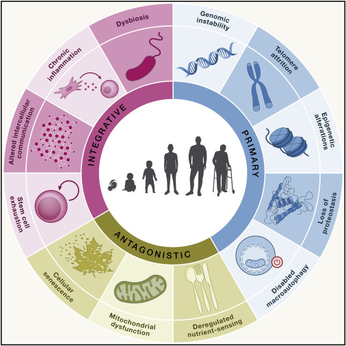 @NYTScience 'Hallmarks of aging: An expanding universe' is an article where the authors have identified 12 hallmarks, which are measurable processes that can be manipulated to accelerate or slow the deterioration of the body associated with aging.👶👵
All represented on this picture⬇