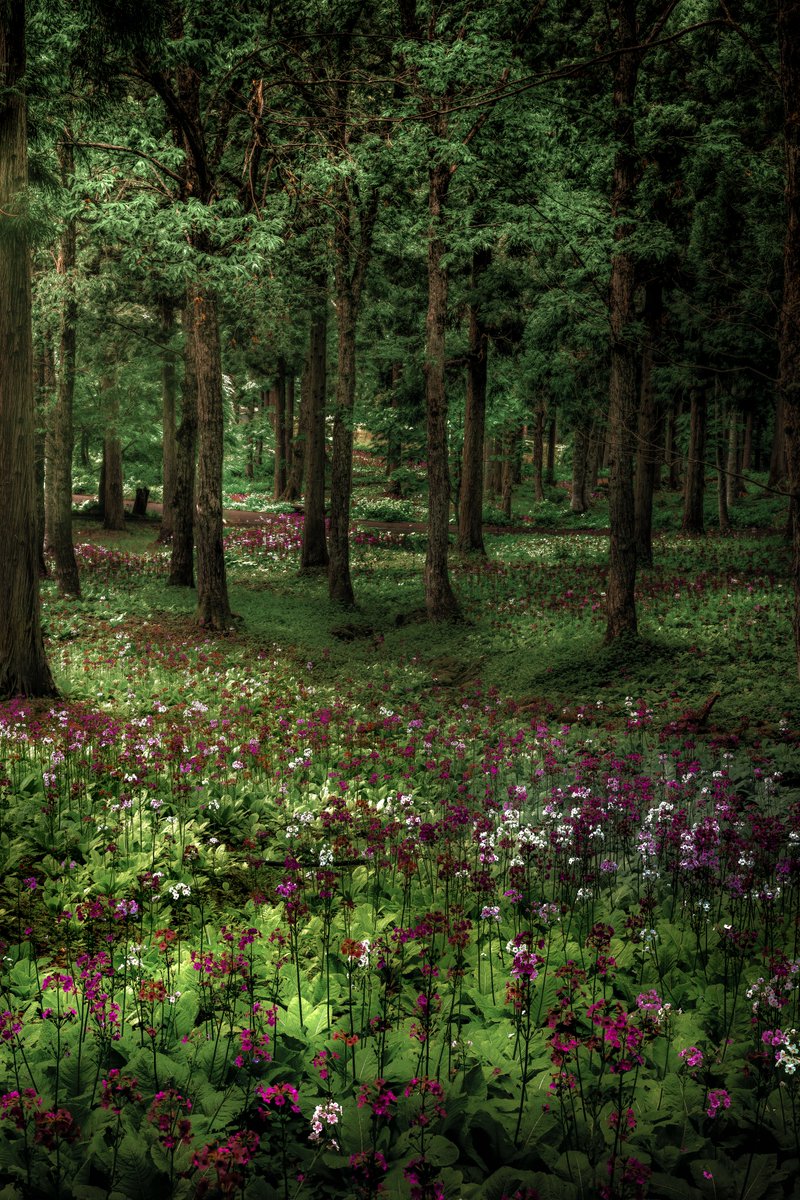 クリンソウの森