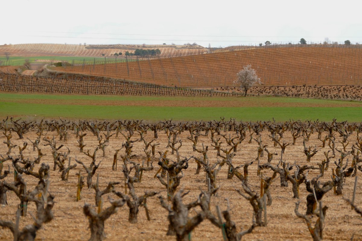 Los paisajes impresionantes y los viñedos pintorescos de la Ribera del Duero inspiran a artistas, poetas y soñadores, alimentando la creatividad y el espíritu. #RiberaDelDuero