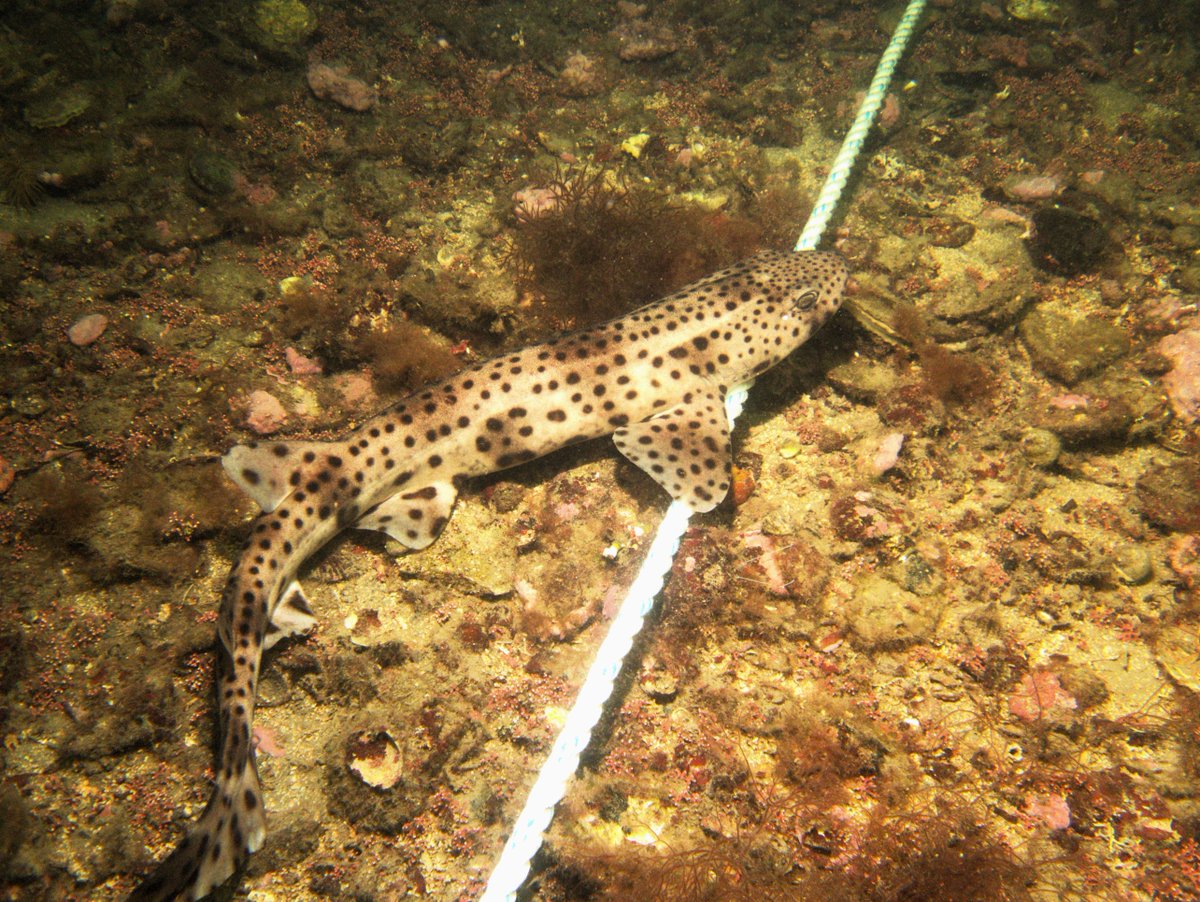 This leopardine beauty laying on the transect line is a nursehound (Scyliorhinus stellaris). Regarded as 'Vulnerable' by IUCN, we found a few in our surveys this week, evidence of the habitat conservation value of oyster beds. With @MatejaSvonja #OisreConamara #LoveIrishResearch