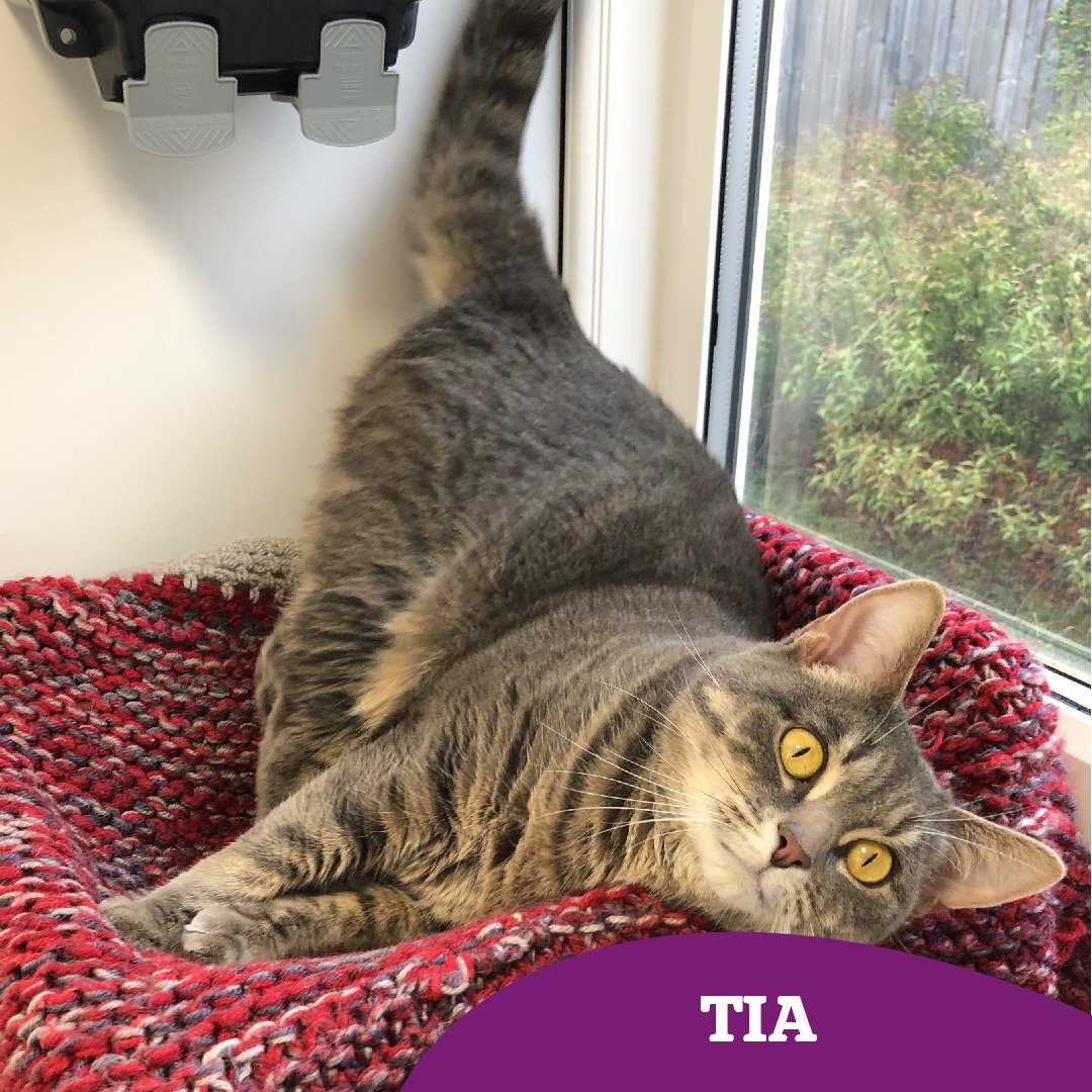 5 year old Tia is a gorgeous girly, full of character and bursting with love! 😻

We don't think she will be with us for long 🫶🏻

Find out more 👇🏻 
cats.org.uk/findacatform/?…