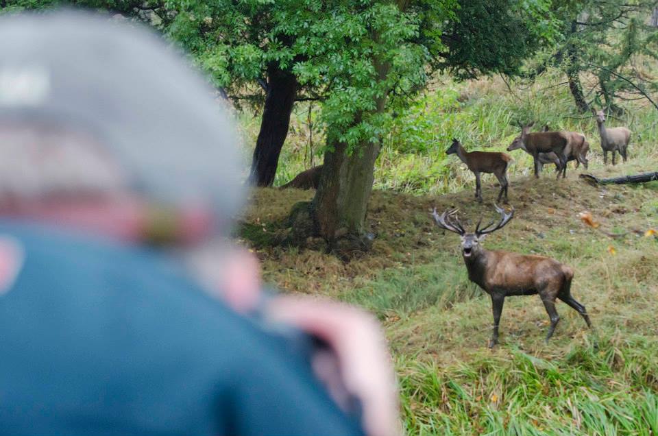 Its a way off yet but I'll be running deer rutting workshops later this year to see the best autumnal wildlife spectacle there it! naturetrek.co.uk/tours/nottingh… @naturetrektours
