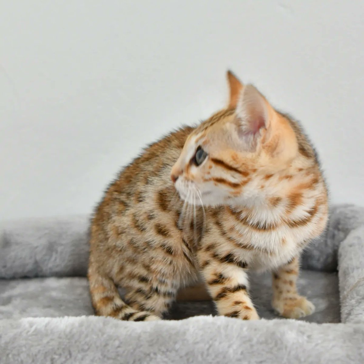 This Beautiful female is available for pet, love her very wild expression🥰🥰
worldwide delivery ✈
more info please DM / Whatsapp to wa.me/34622199814.
#kittens #bengalcat #bengalkitten #gatobengali #pet #Mascotas
