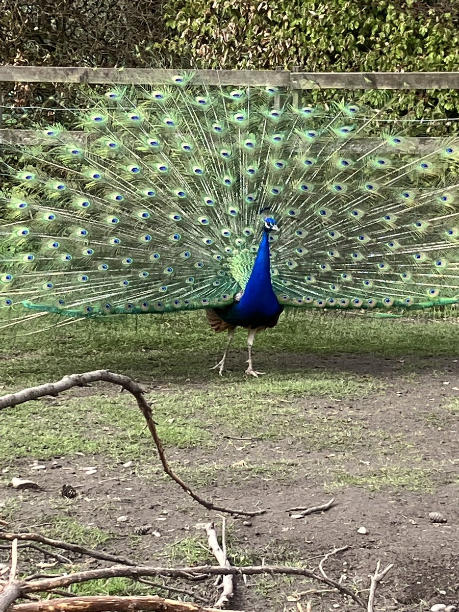 You know it’s Spring here when our peacocks starting showing off in the hope of attracting a soul mate.