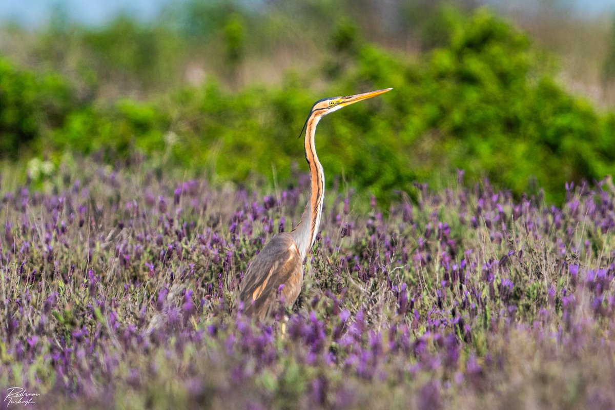 Yaban lavantalarının arasından boynunu uzatan bir erguvani balıkçıl (Ardea purpurea). Yakın akrabası olan gri balıkçıl (Ardea cinerea) türüne göre daha ince yapılıdır ve onun aksine genellikle bitkilerin arasında gizlenir. Karacabey, Bursa’da fotoğrafladığım bir kare.