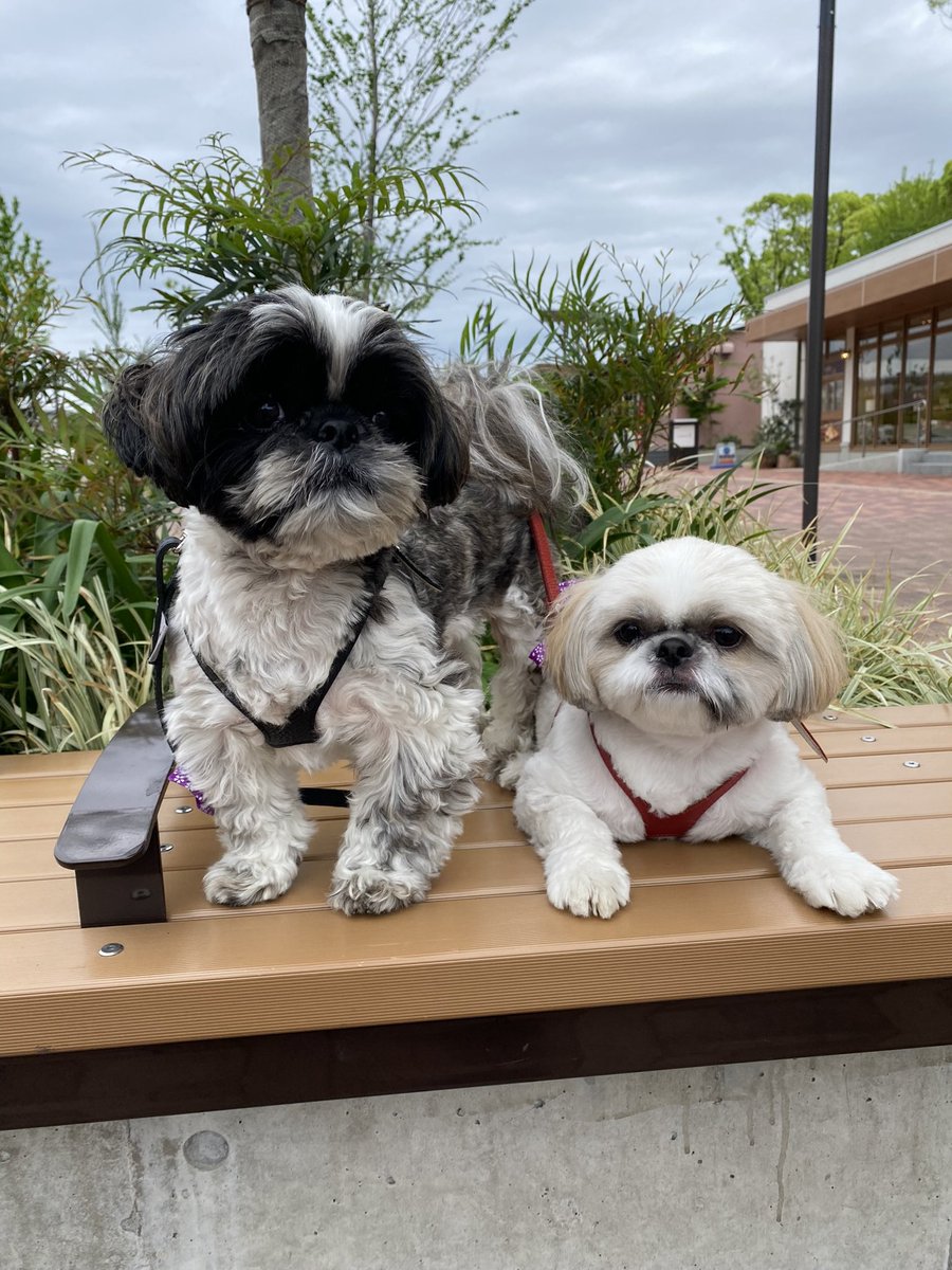 今日のこげかゆ🐾🐾

#おこげおかゆ　#シーズー　#shihtzu