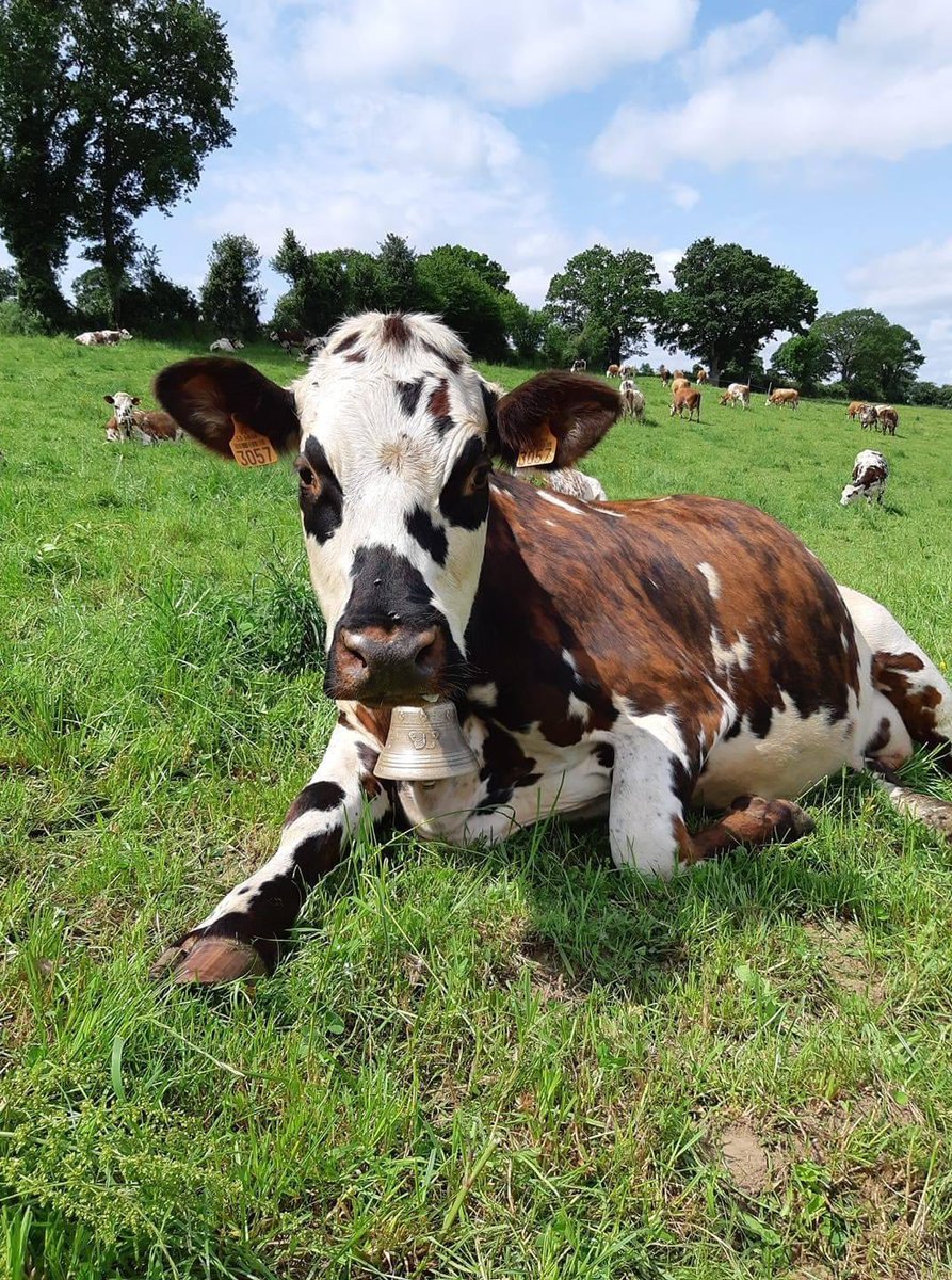 Ça recommence… Cette fois-ci, des vaches normandes sont dans le viseur de la préfecture de la Mayenne. La raison ? Bruit de leurs cloches…

Les services de l’Etat invitent la Préfète à « mettre en demeure l’éleveur de réaliser une analyse des émissions sonores émises par les…
