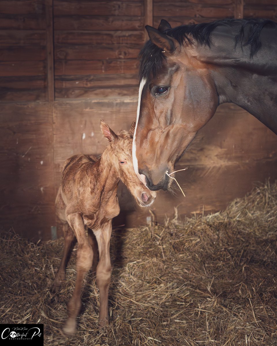 Witnessed a new life in his first few moments after birth last night. Watched his awkward steps, his bonding with his mum and first attempts at feeding. Magical. Sony a1 and 24mm f1.4 @ThePhotoHour @DPhotographer @AP_Magazine @sonyuk #photo #essex #horses #ThePhotoHour