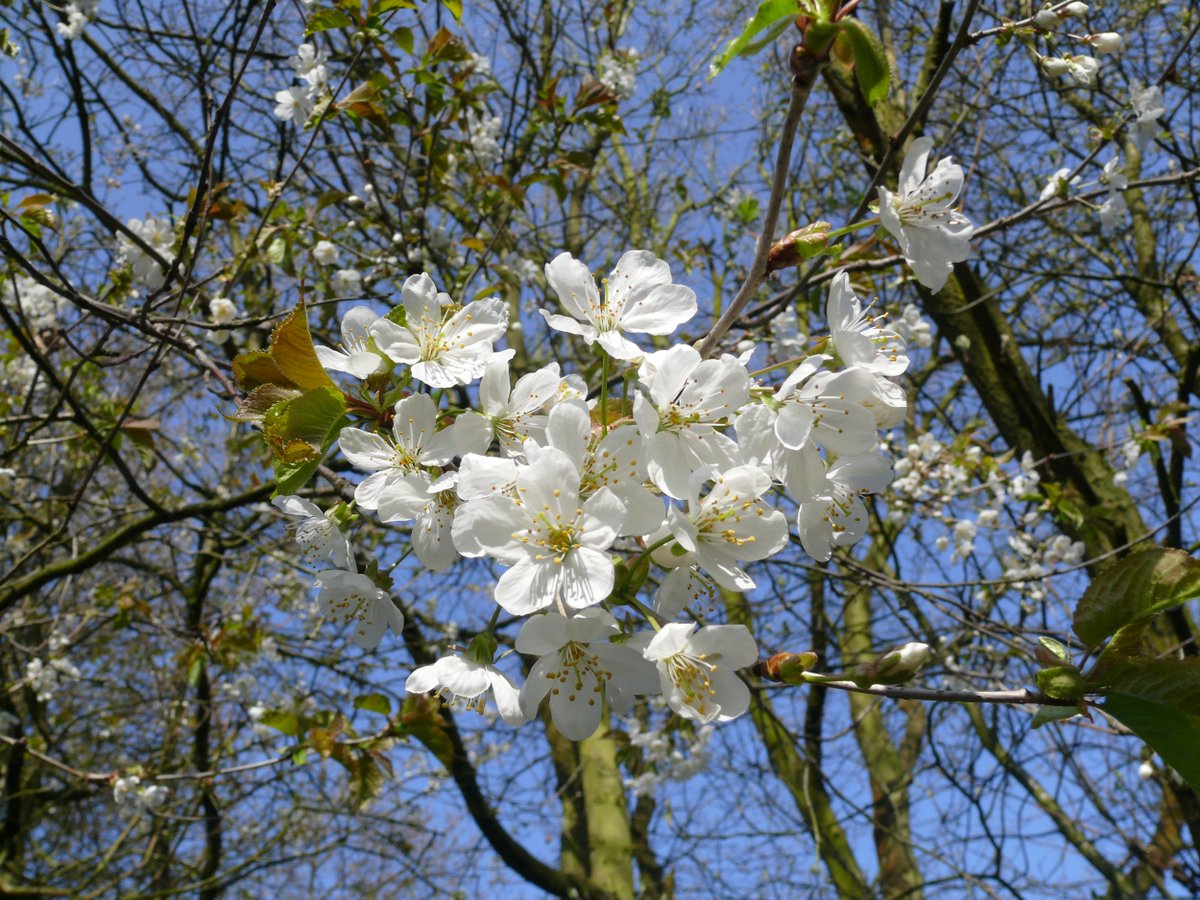 🌸 #BlossomingTrees to plant at home: 🍒 Wild cherry 🍸 Elder 🐝 Blackthorn 🍏 Crab apple 🐦 Guelder rose 🦋 Hawthorn 🍂 Rowan 👉 Want to plant a native, blossoming tree? You can get all of these trees from our online shop here: bit.ly/3r4mgz6 #Blossomwatch