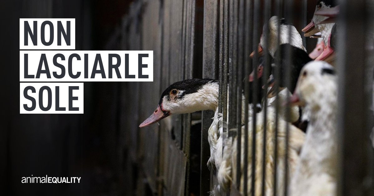 Tiriamole fuori da qui! Migliaia di anatre in Europa vengono ancora sottoposte alla tortura dell’alimentazione forzata per la produzione di foie gras. Aiutaci a porre fine a questa crudeltà firmando la petizione: ae.onl/force-feeding-x