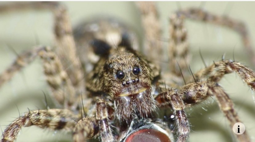 Thought we could with celebrating some of the humbler species in our world 🙂 So here goes! (Drum Roll)… 🥁🥁🥁 Today, meet the fascinating Wolf Spider 🤩 wildlifetrusts.org/wildlife-explo….