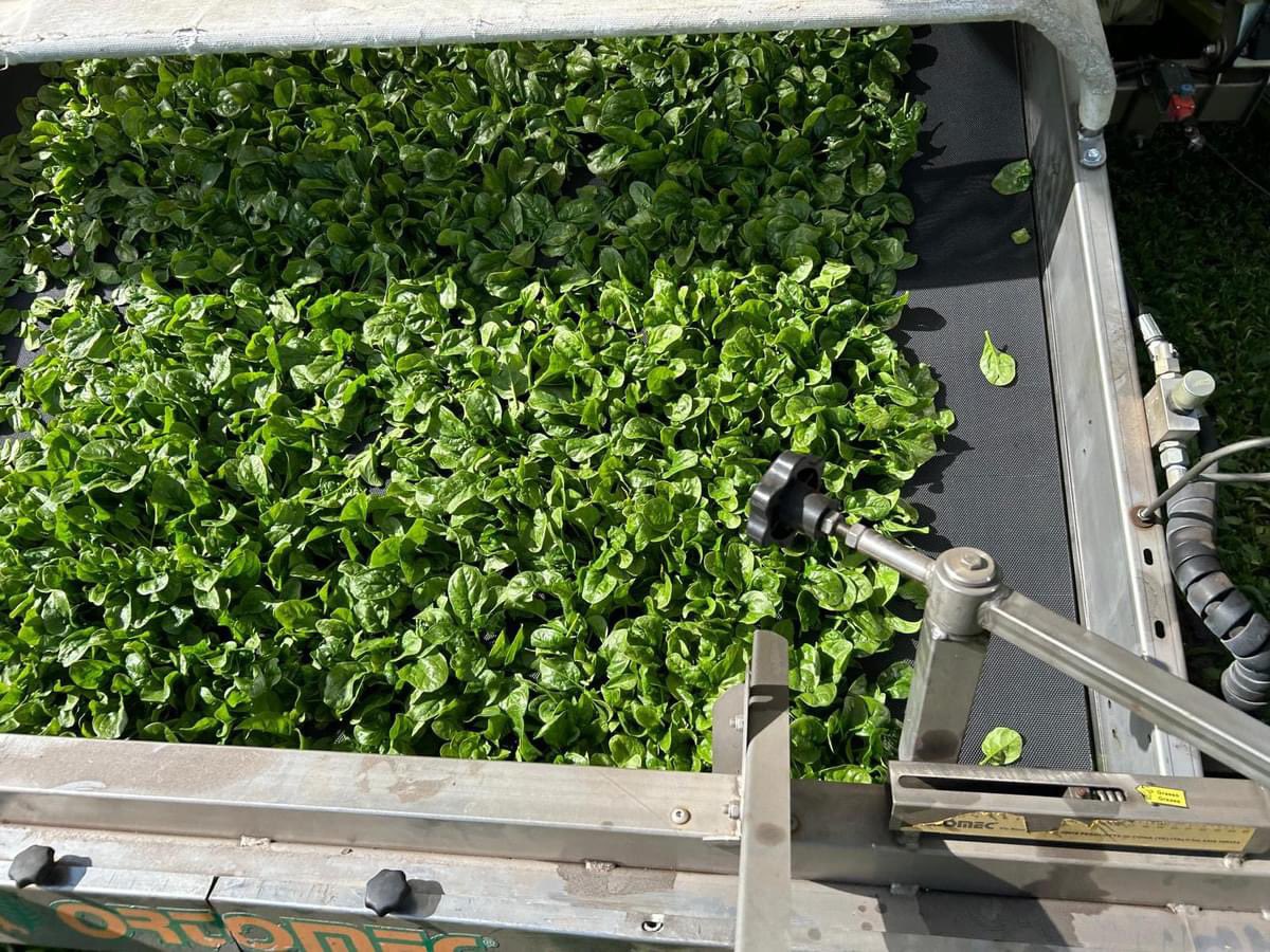 Sun ☀️is shining and spinach being is harvested @AgriiUK #spinach #harvest24 #supportukagriculture🇬🇧 #backbritishfarming🇬🇧