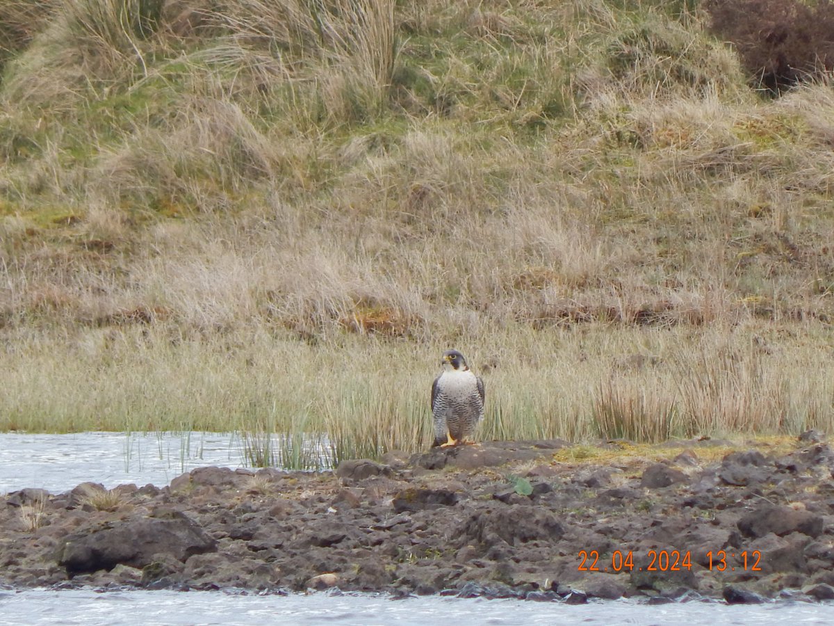 . mornin @raiphsays Seterday is @PipsUkes picsher aw eez fae las Sunday 1- Buzz Buzzard got lunsh 2- Kestoo Kestrel hovver abuv me 3- Sparrahawk wis hingin aboot the Bandit Crows gerdin water feeture