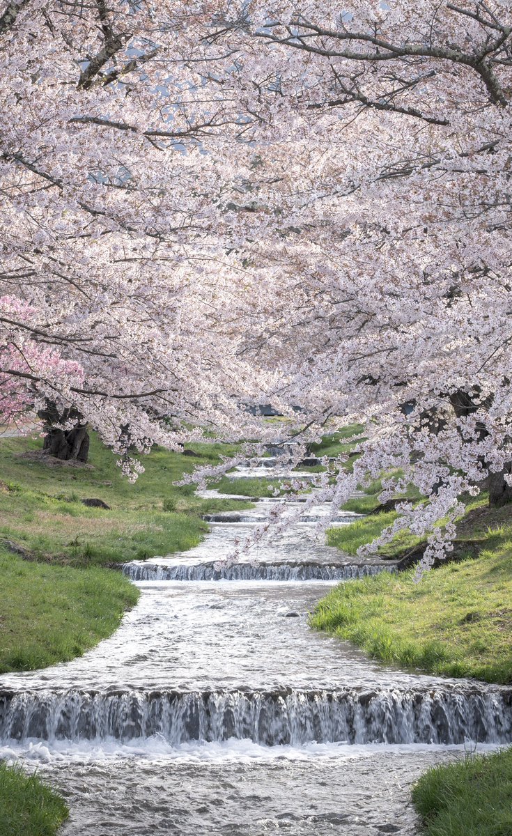 福島県にきた春が最高に美しい