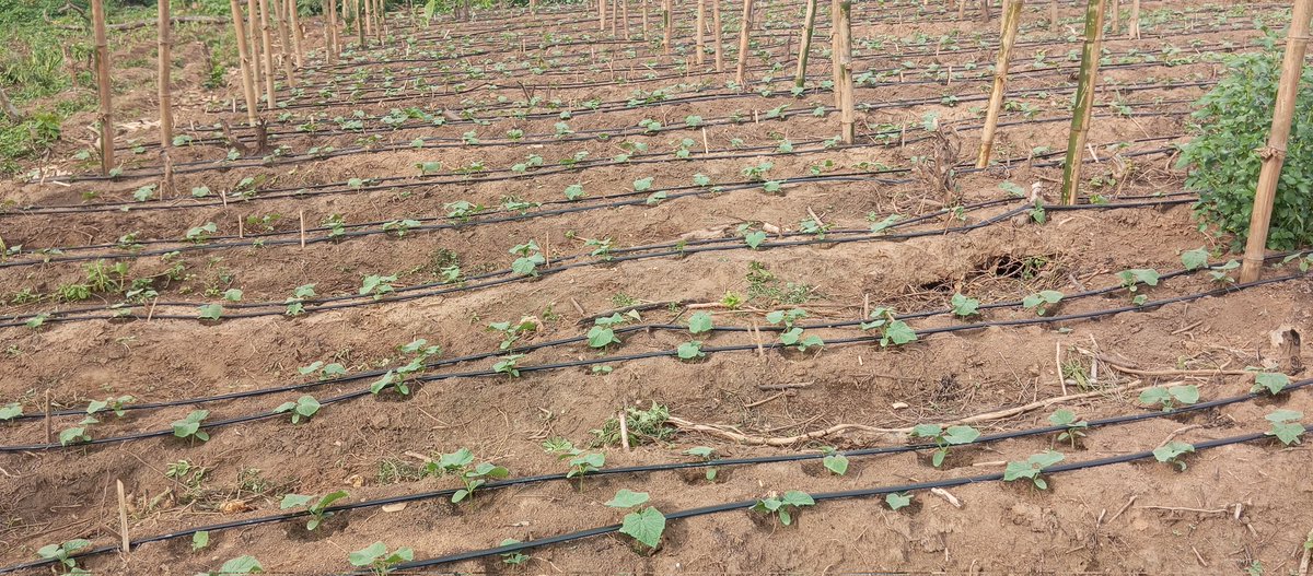 Emadus cucumis sativus farm is doing well and flourishing