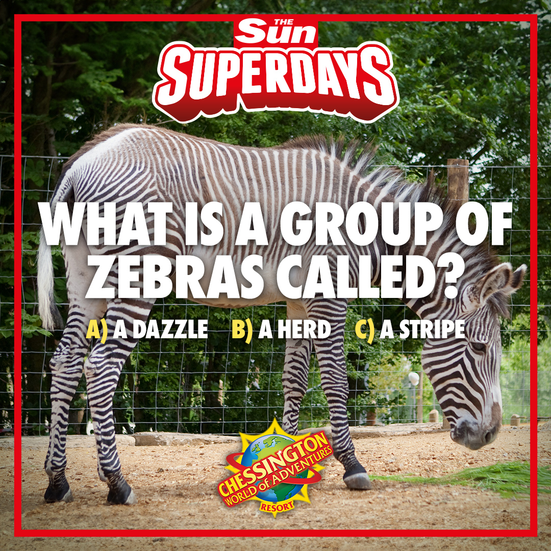 The Sun Savers tweet media