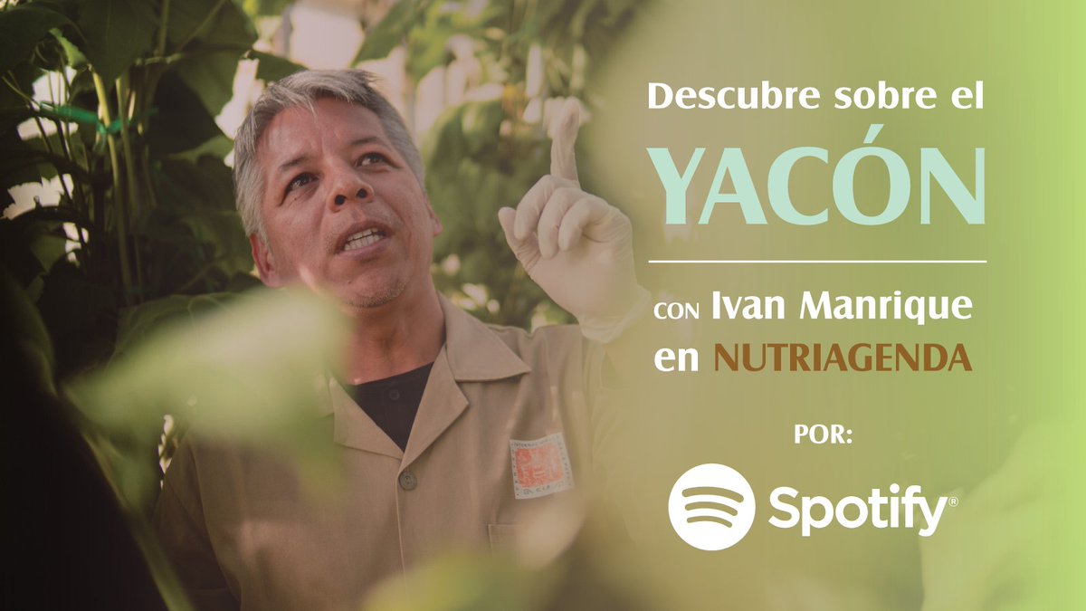 ¡El yacón es más que una raíz 🌱! Iván Manrique nos revela los múltiples beneficios de este superalimento, desde su influencia en la microbiota hasta su ayuda en la pérdida de peso. ¡Escucha el episodio de podcast en Nutriagenda! 👉🏽 bit.ly/Noticia-Yacon 🔸 @RPPNoticias