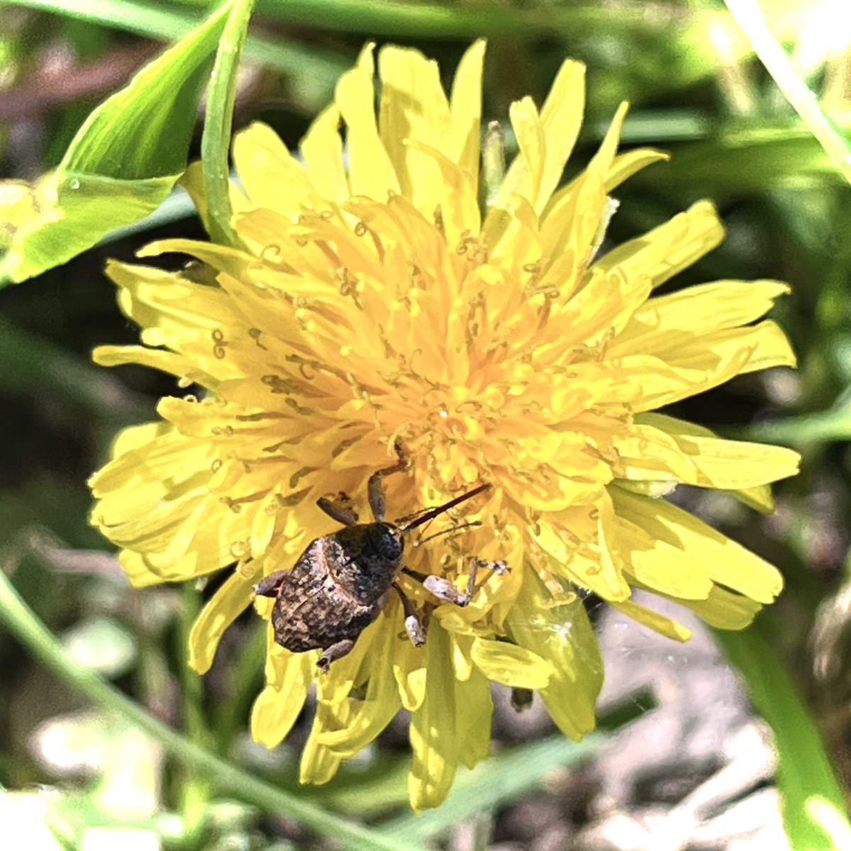 It’s warm and sunny! 😎
Today I saw this #weevil (Curculio nucum/glandium) enjoying the nectar of a #dandelion #wildlife