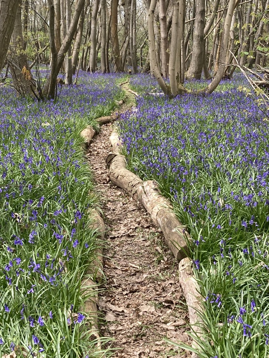 At dusk I sat at this spot motionless, whilst I watched a big eared chum use the bunny highway (The paths are laid on them so not to lose bluebells) He continued his slow journey until realising I was about ten feet in front of him before exiting stage left. A great memory