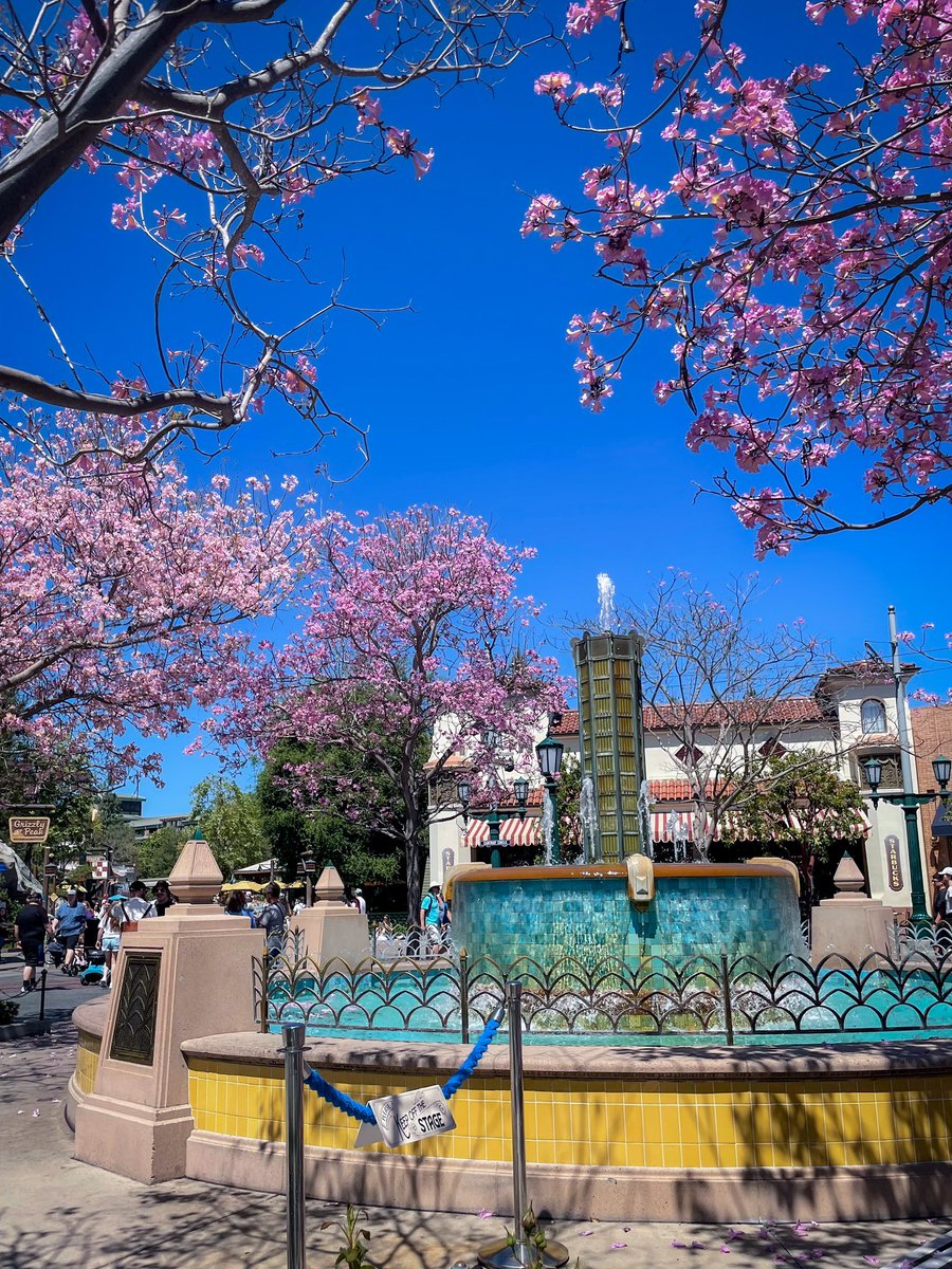 Cherry blossoms surround a fountain at Disney’s California Adventure.

#flowers #solotravel #cherryblossom #fountain #justGo #disney #californiaadventure #themepark