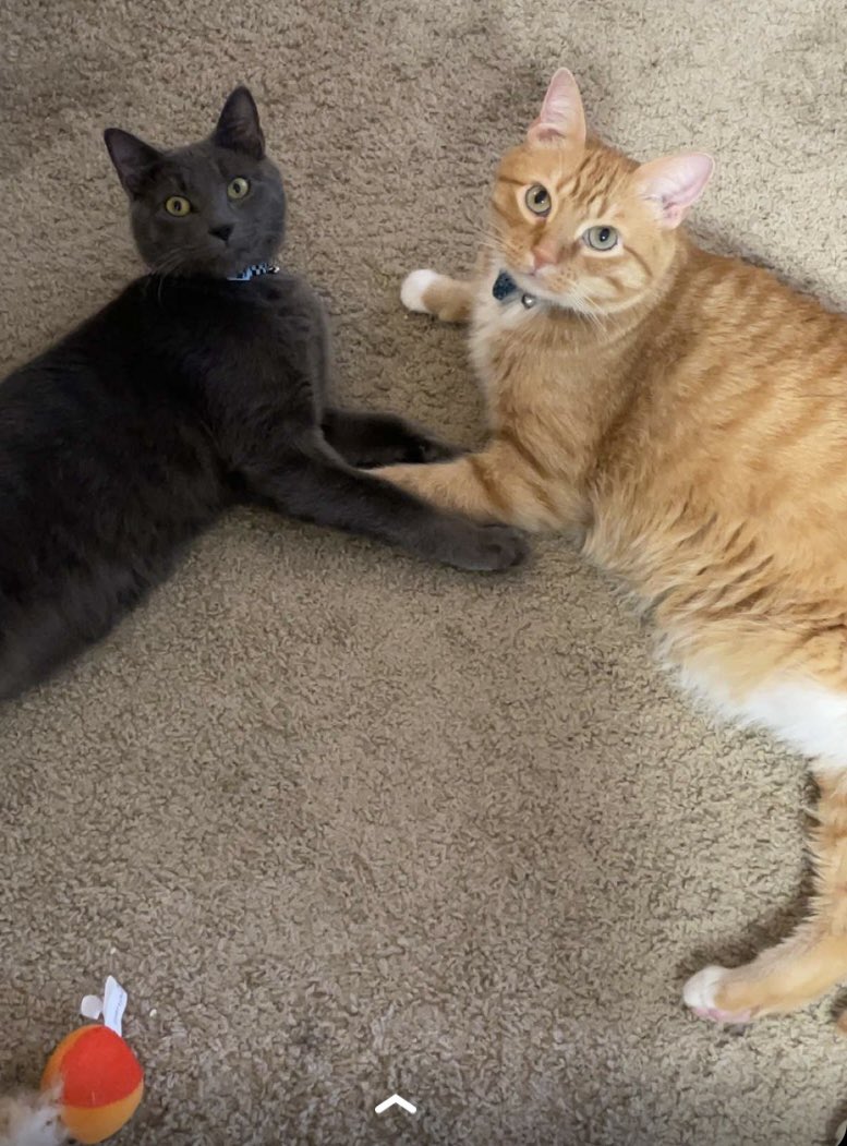 Happy CATurday!!😻🐈🐾🐈‍⬛😻