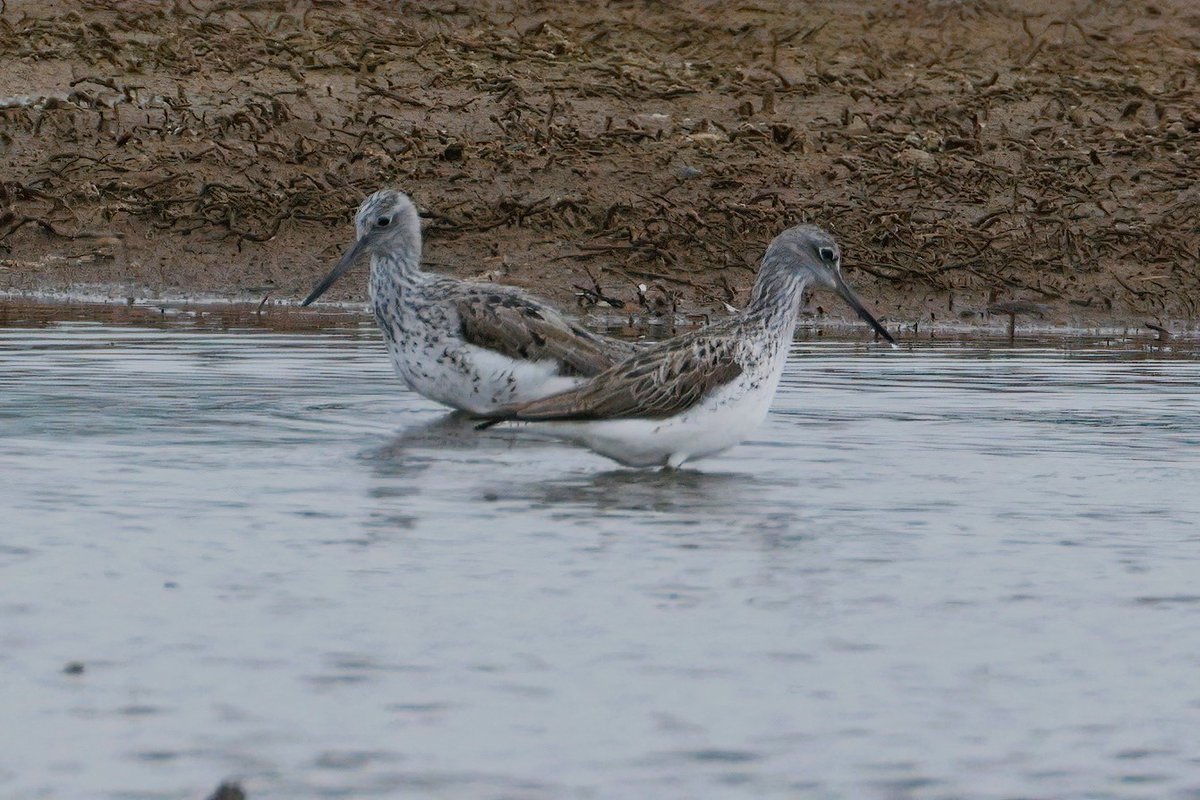 Two Greenshank have been at Lodmoor for a few days now. Tricky light early morning yesterday...