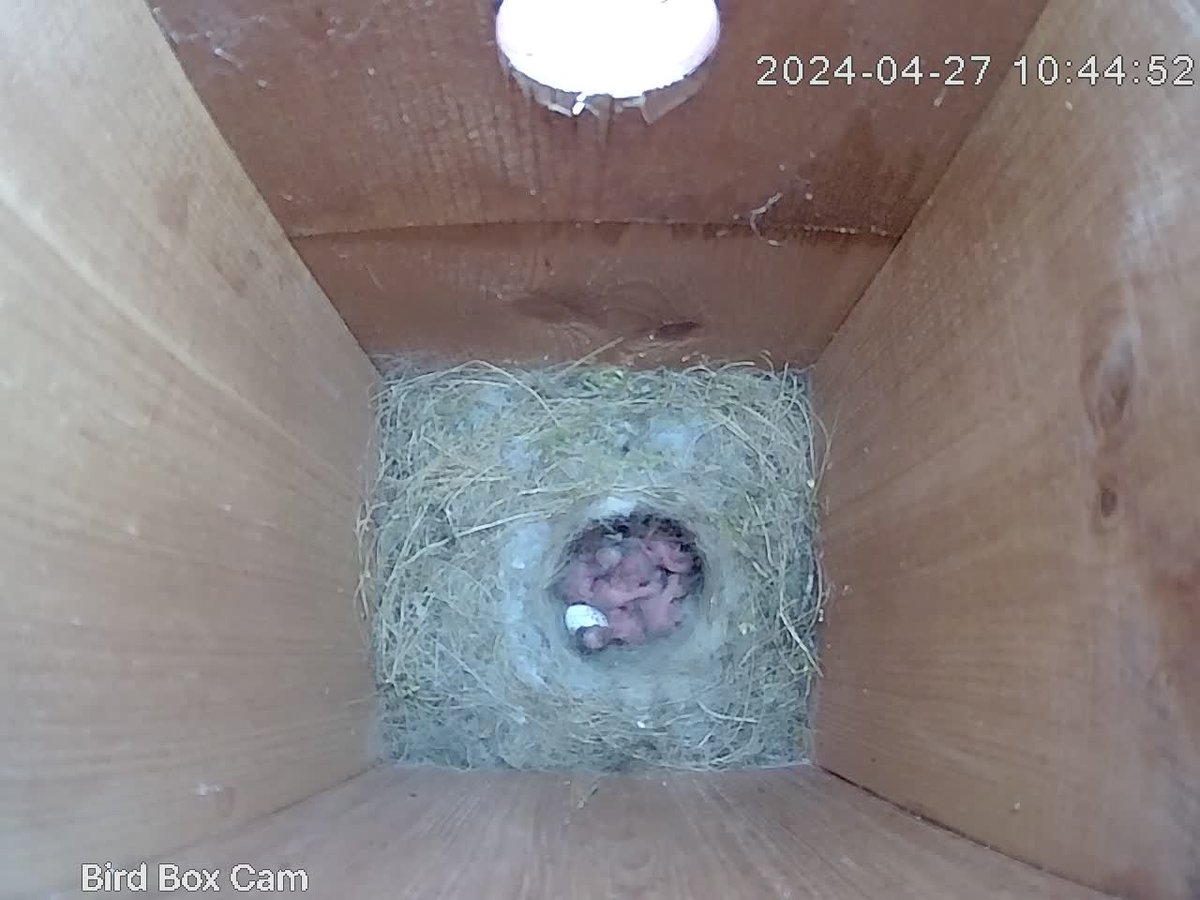 Just over 2 weeks after laying her eggs and incubating almost constantly apart from occasional food breaks , the #greattit chicks have hatched overnight! A busy few weeks ahead for both parents now.