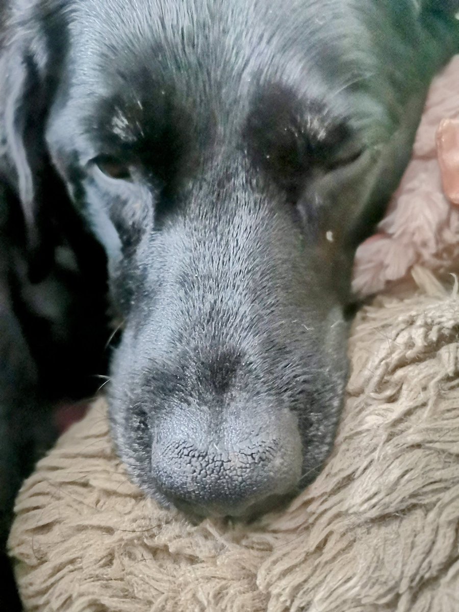 Sleepy chee chee baby girl Lily my little seal pup.