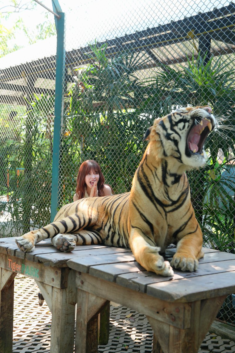 ド迫力タイガー🤣🇹🇭 (撫で方気に入らなかったらしい)