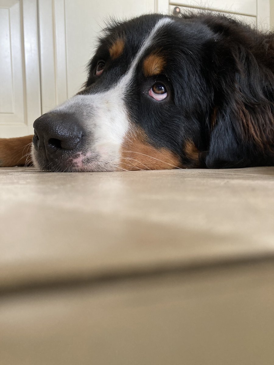 The look of a dog who doesn’t give a youknowwhat about eating A BOX OF SIX EGGS. A cat would never do that. #whatever #bernesemountaindogs