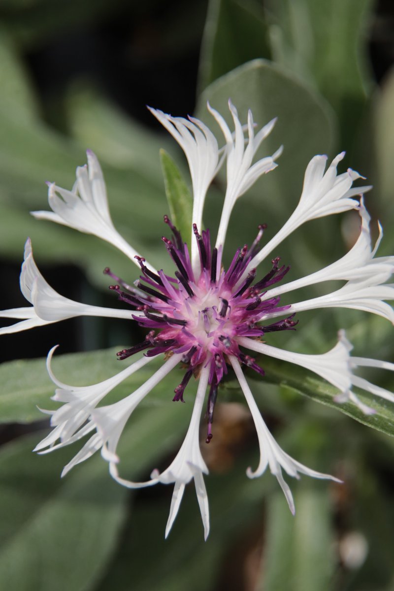 Centaurea 😯 #Photography #Flowers