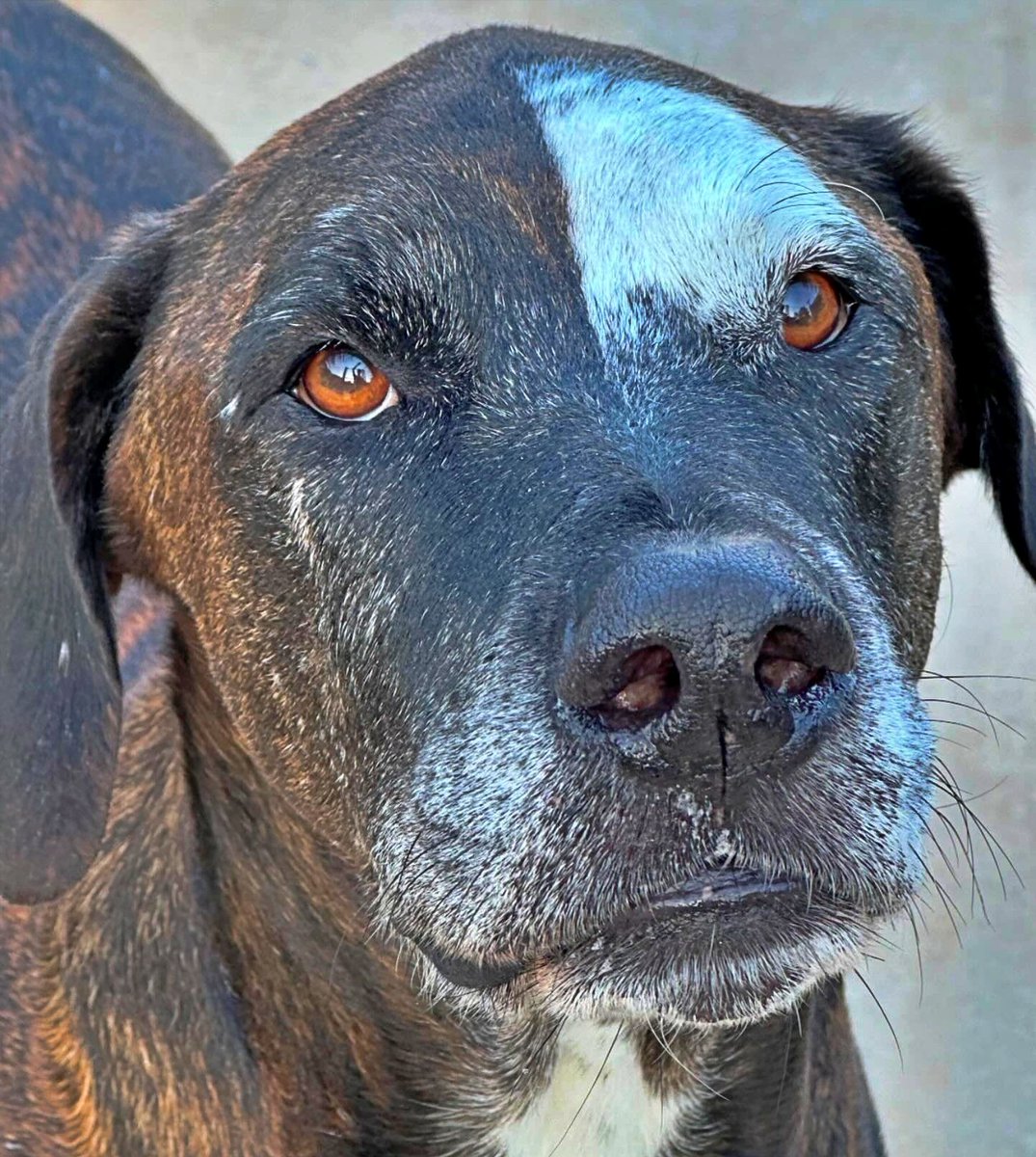 #Barcelona
#FRAN tiene 8 añitos y lleva dos viviendo entre rejas....

Cuando entró pensábamos que rápidamente saldría adoptado, tiene una cara especial y preciosa y un carácter aún más hermoso. Es tan alegre y feliz, muy dulce y amoroso. 

Junto a otros perros, fuera del estrés