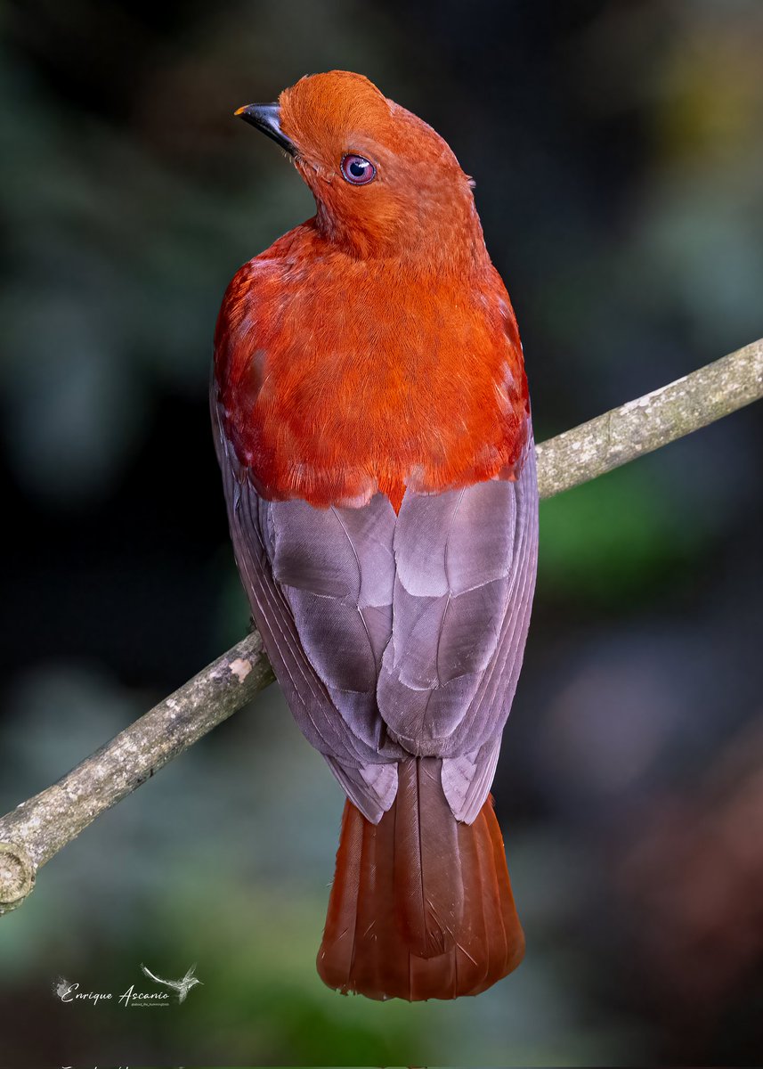 AHummingbirds tweet picture