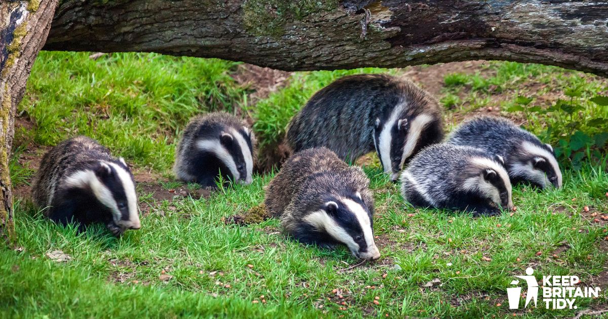 Many badger cubs start to emerge for the first time around this time of year. Let’s do what we can to take care of the countryside that they call home by picking up our litter.