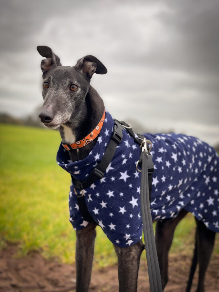 It's Greyhound Adoption Month, so here is four-year-old Rhea who is currently in our care. She's wearing the perfect fleece as she really is a little star! ⭐😊❤️ foreverhoundstrust.org/dog/rhea/ #greyhoundadoptionmonth #adoptdontshop