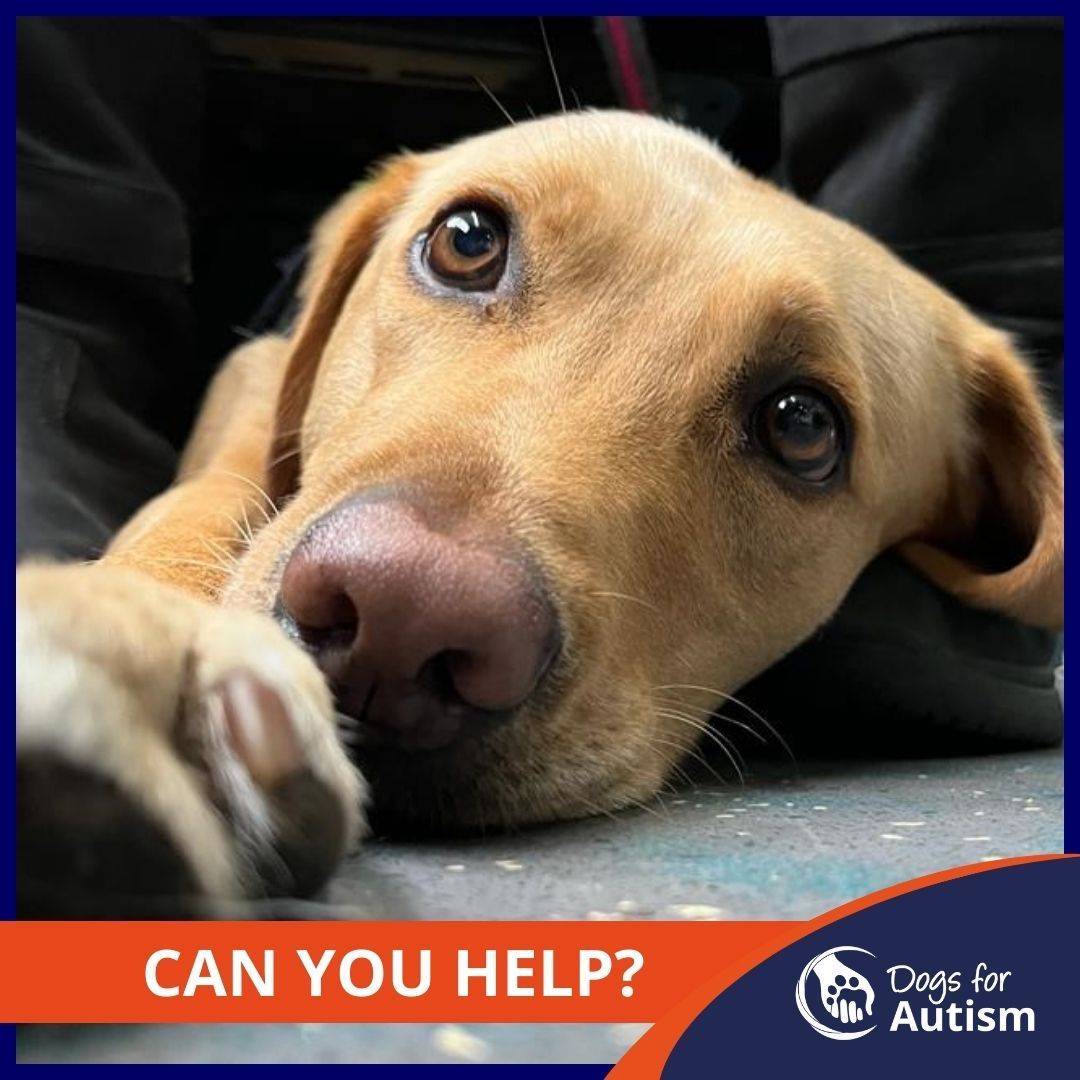 Could you help raise a life changing autism assistance dog? There are several roles available if you live within 10 miles of our Training Centre, located near Alton at the Lavender Fields... buff.ly/3JtOclE #lovevolunteering #puppyraising #charitywork #puppyparents