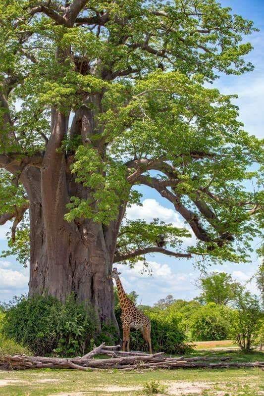 Baobab tree and off course the giraffe