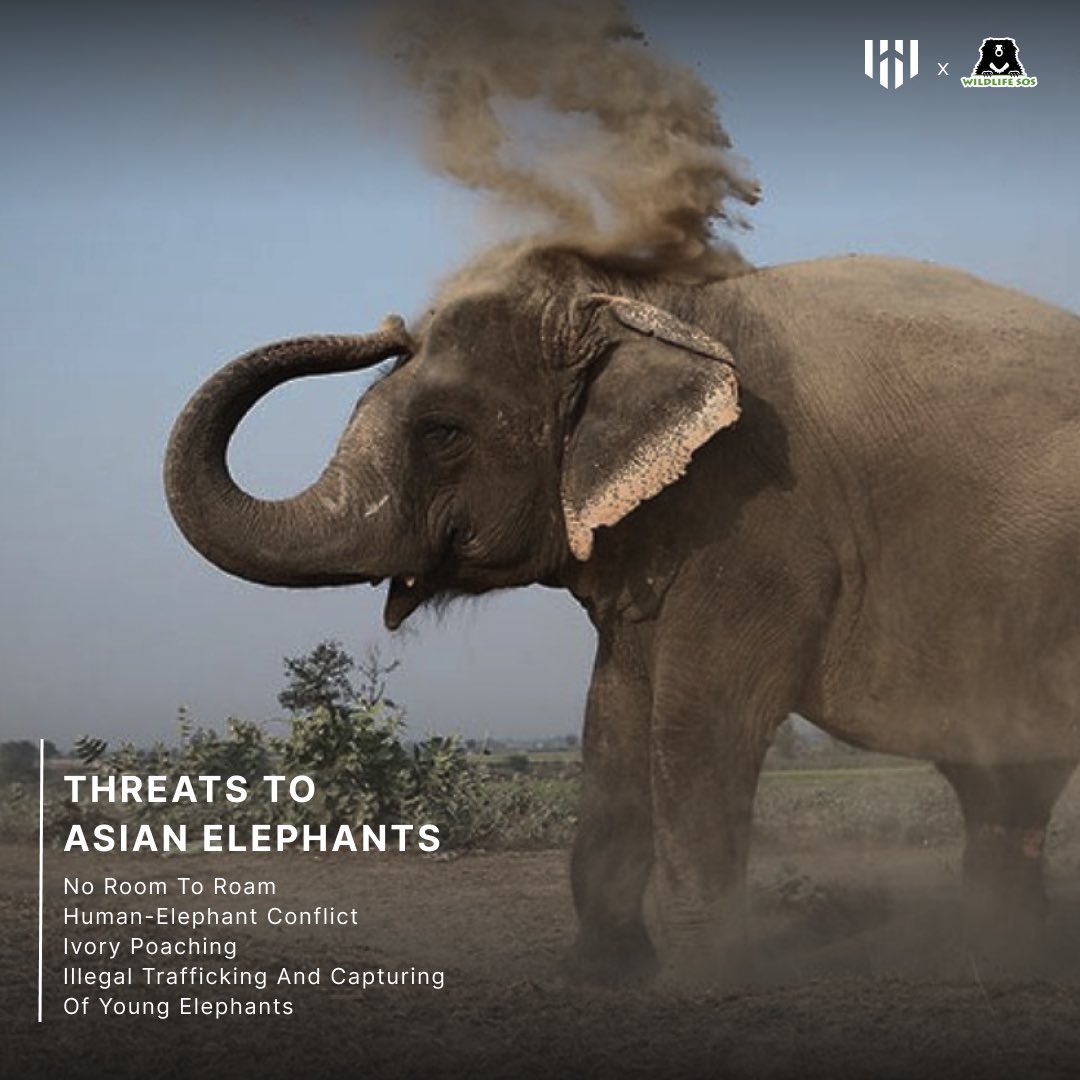 The Asian elephant, is distributed throughout the Indian subcontinent and Southeast Asia. Smaller than their African counterparts, Asian elephants are easily recognisable by their “small” rounded ears. 

Learn more about them: wildlifesos.org/our-work/eleph…

#wildlifesos #aeroarmour