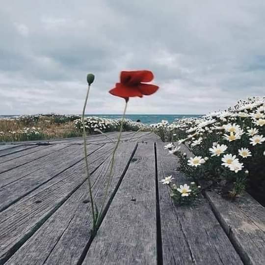 ' Her oluş nasip işi.. Kimi kırk yıldır kapıda bekler, açılmaz. Kimi eşikten geçerken açık bulur kapıyı. Nasip işte...' Mevlana #Hayırlısabahlar #Cumartesi🌱🌸🌱