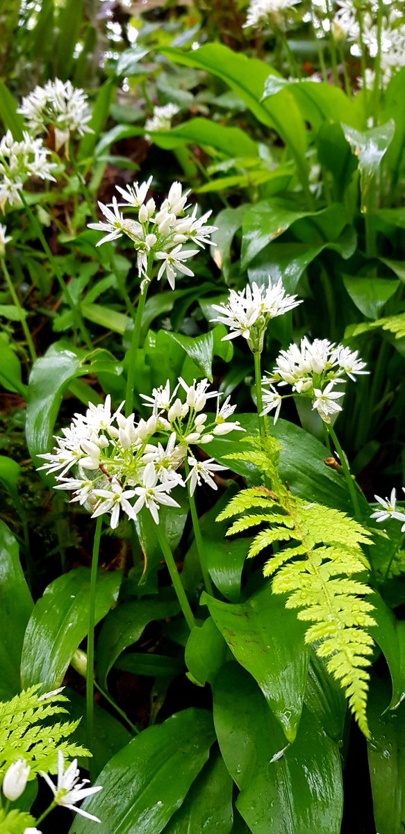 Wild garlic and fern