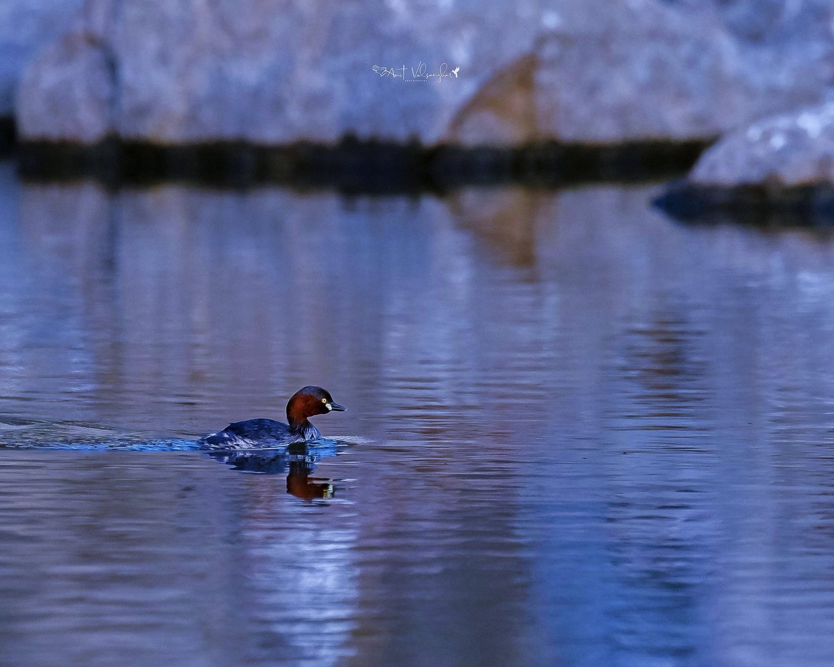 Little Grebe #water #BirdsSeenIn2024 #IndiAves #ThePhotoHour #birds #grebe #birdphotography #ngtindia #NaturePhotography #BBCWildlifePOTD #TwitterNatureCommunity @IndiAves #birdwatching @BirdPlanets #bird #BirdsOfTwitter @NatGeoIndia @natgeowild #aves #Birdcpp #whitebalance