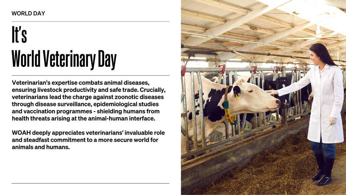 'Veterinarians are essential health workers.'

This #WVD2024, we honour the veterinarians who are on the frontlines ensuring #animalhealth, #foodsecurity and preventing zoonotic diseases that impact humans. Let's appreciate their crucial work safeguarding public health!