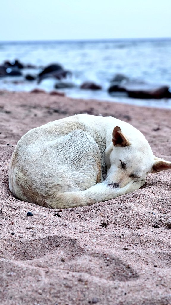 #Dahab #Travel #travelphotography #chill #Peace #photooftheday #photography #beach #beachlife #beachvibes #beachphotography #Egypt #traveldairies #egyptdairies #dog #PHOTOS #sleeping #sleep #traveldahab #travelegypt