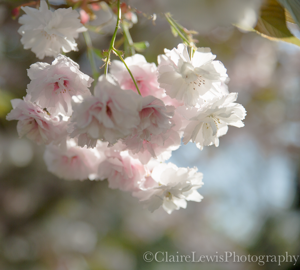 It's our Blossoms and Bluebells weekend🌸 Enjoy a walk around the Gardens and explore the Blossoms and Bluebells🌼 We have a special library display of Botanical and Spring Flowers work for you to view. 📚 We also have some colouring for kids in the Great Hall 10am - 4pm