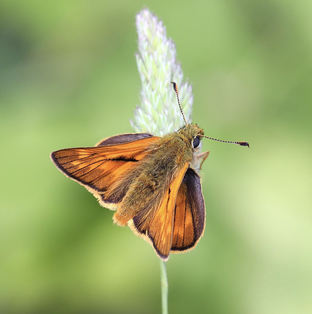 The full paper of our recent study on the butterfly benefits of having long grass and flowering ivy in GB gardens is now freely available for a limited time. Please RT to spread the word 📣authors.elsevier.com/c/1i~vVB8cd0JT1